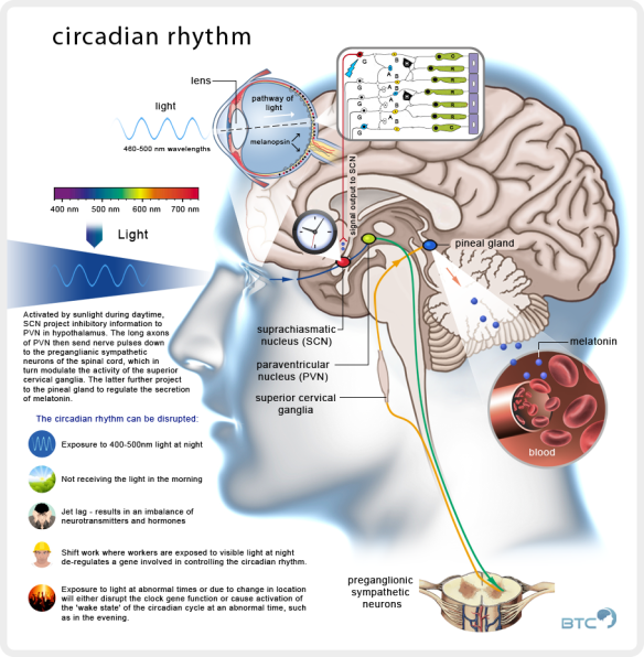 sleep_circadian_rhythm